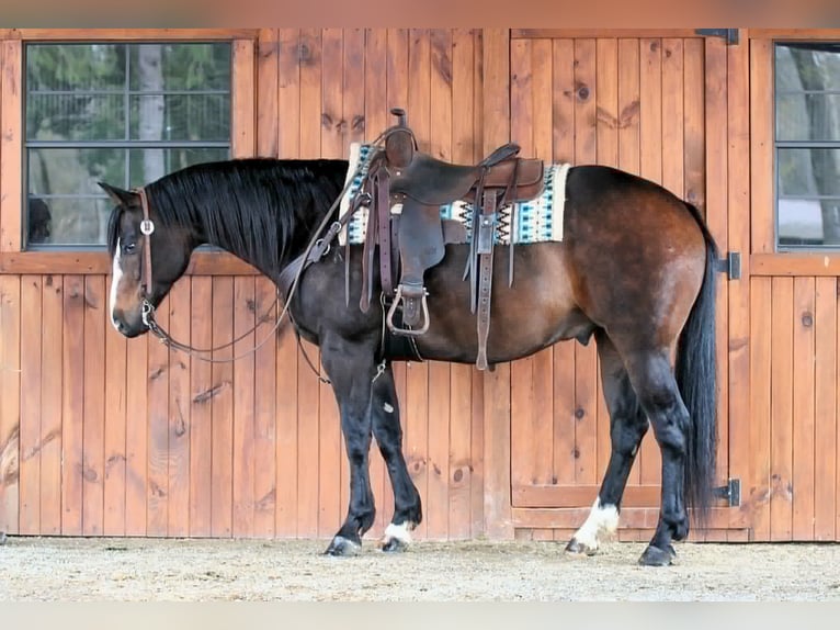 American Quarter Horse Wallach 9 Jahre Dunkelbrauner in Clarion, PA