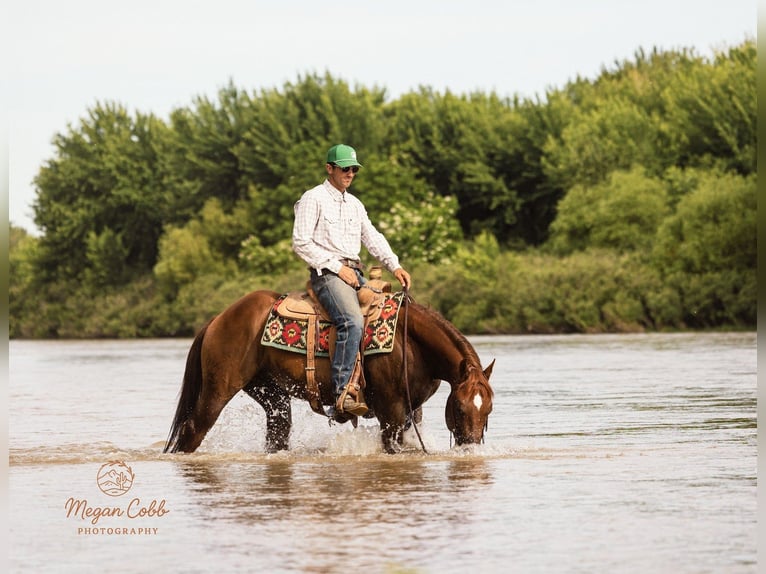 American Quarter Horse Wallach 9 Jahre Dunkelfuchs in Caldwell