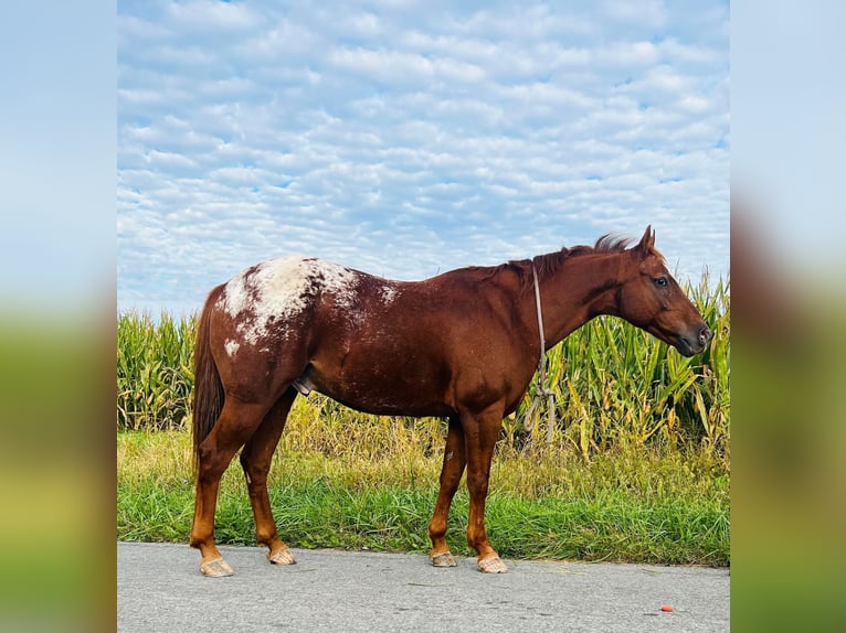 American Quarter Horse Wallach 9 Jahre Dunkelfuchs in Millersburg PA