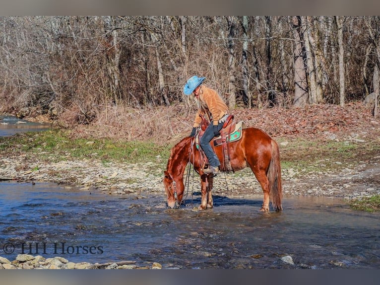 American Quarter Horse Wallach 9 Jahre Dunkelfuchs in flemingsburg Ky