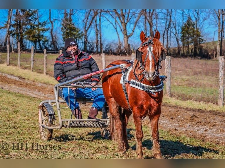 American Quarter Horse Wallach 9 Jahre Dunkelfuchs in flemingsburg Ky