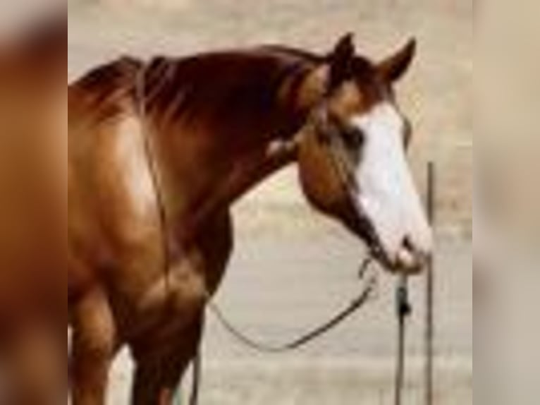American Quarter Horse Wallach 9 Jahre Dunkelfuchs in Paicines CA