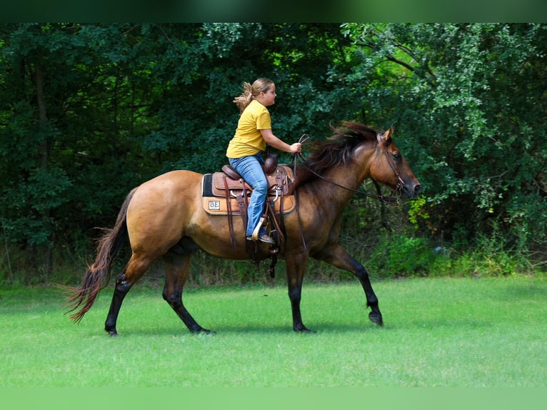 American Quarter Horse Wallach 9 Jahre Falbe in Terrell
