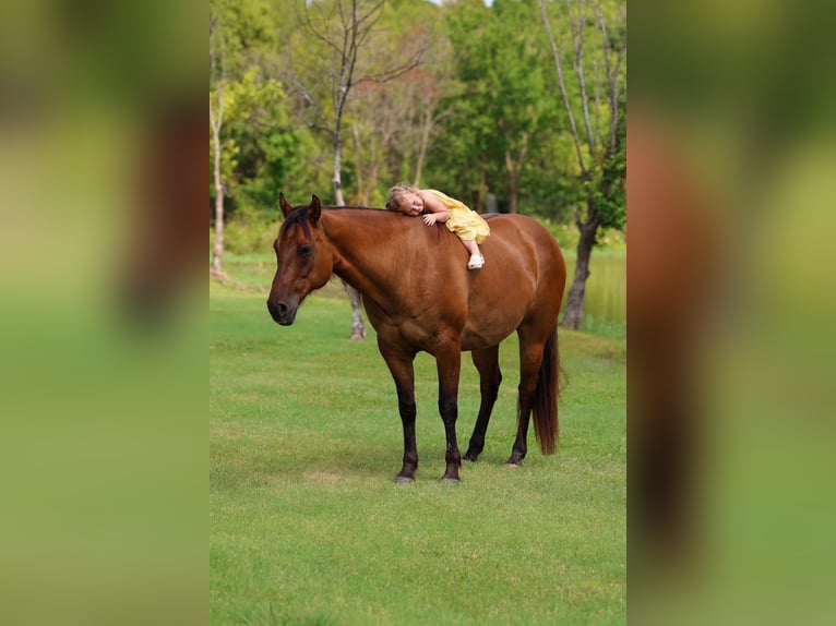 American Quarter Horse Wallach 9 Jahre Falbe in Terrell