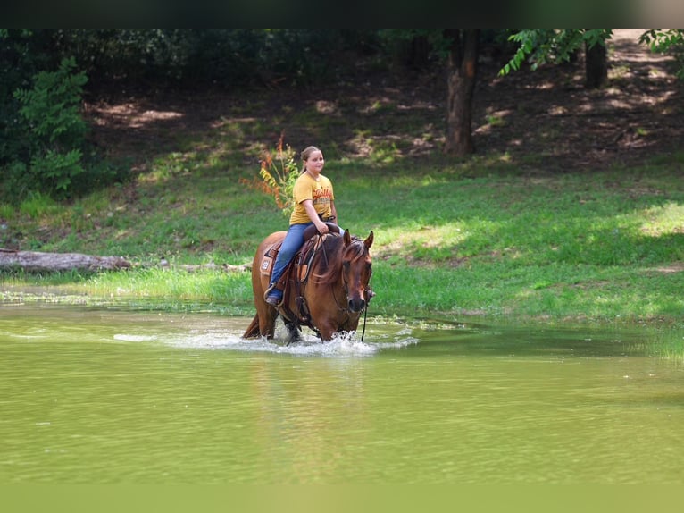 American Quarter Horse Wallach 9 Jahre Falbe in Terrell