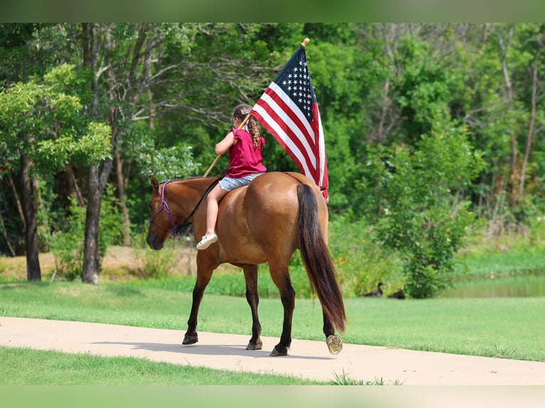 American Quarter Horse Wallach 9 Jahre Falbe in Terrell