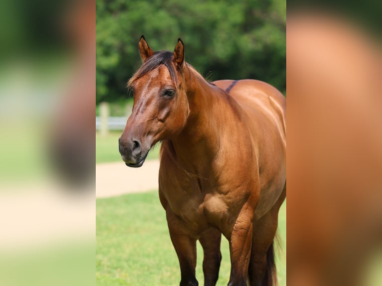 American Quarter Horse Wallach 9 Jahre Falbe in Terrell