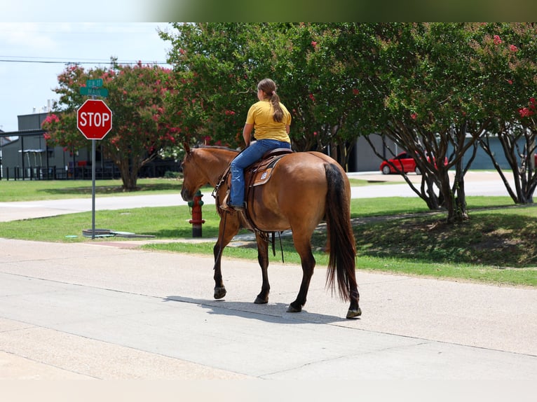 American Quarter Horse Wallach 9 Jahre Falbe in Terrell