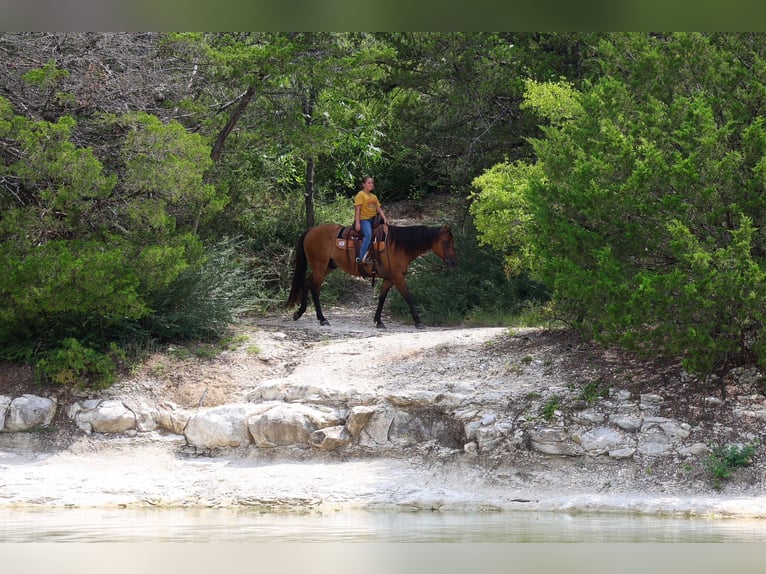 American Quarter Horse Wallach 9 Jahre Falbe in Terrell