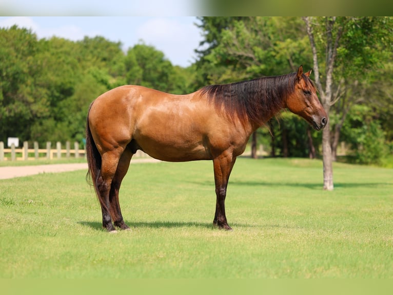 American Quarter Horse Wallach 9 Jahre Falbe in Terrell