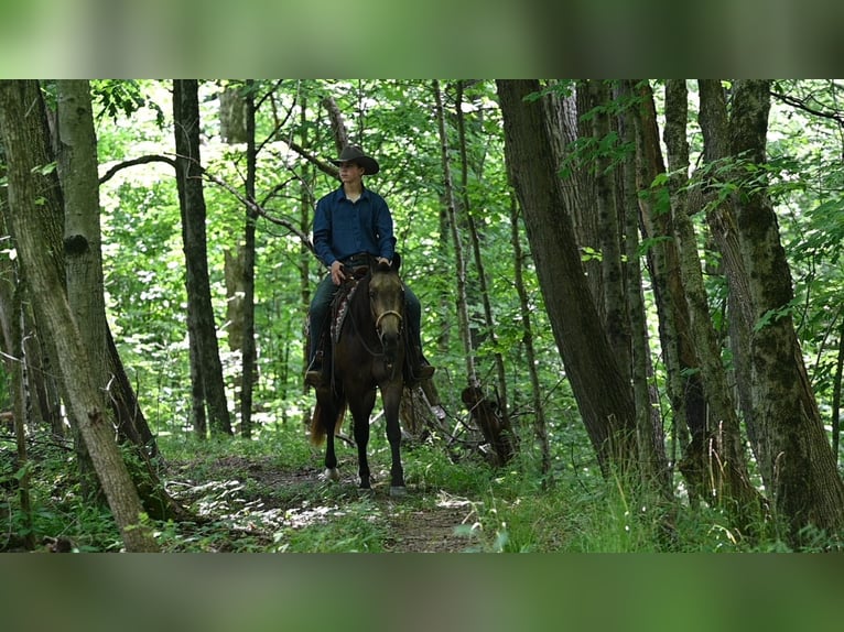 American Quarter Horse Wallach 9 Jahre Falbe in Terrell