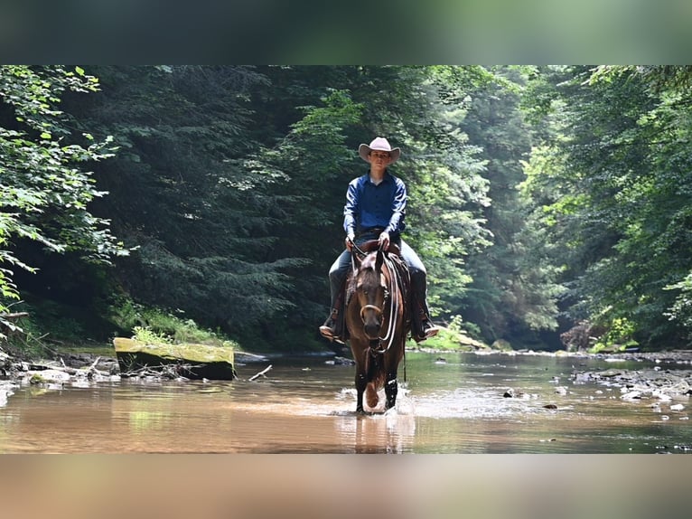 American Quarter Horse Wallach 9 Jahre Falbe in Terrell