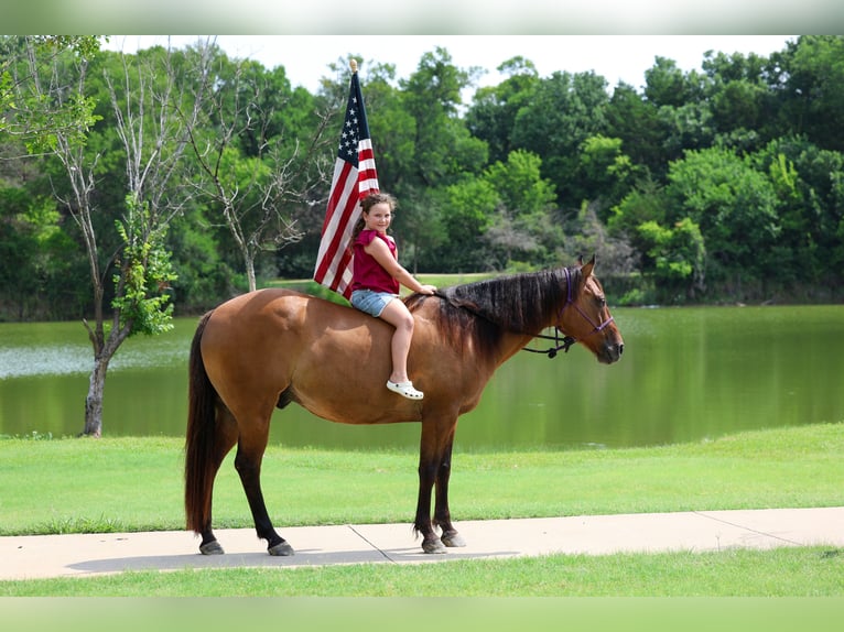 American Quarter Horse Wallach 9 Jahre Falbe in Terrell