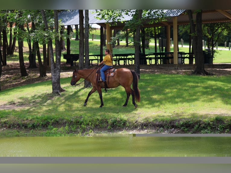 American Quarter Horse Wallach 9 Jahre Falbe in Terrell