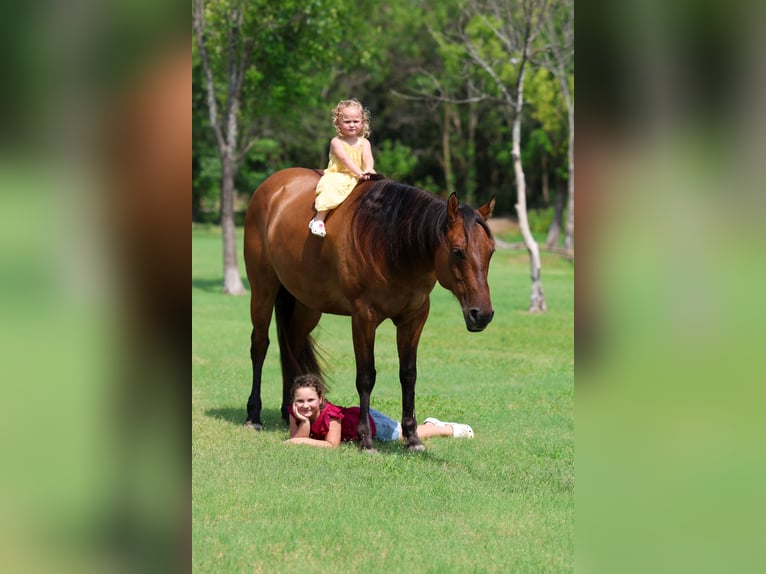 American Quarter Horse Wallach 9 Jahre Falbe in Terrell
