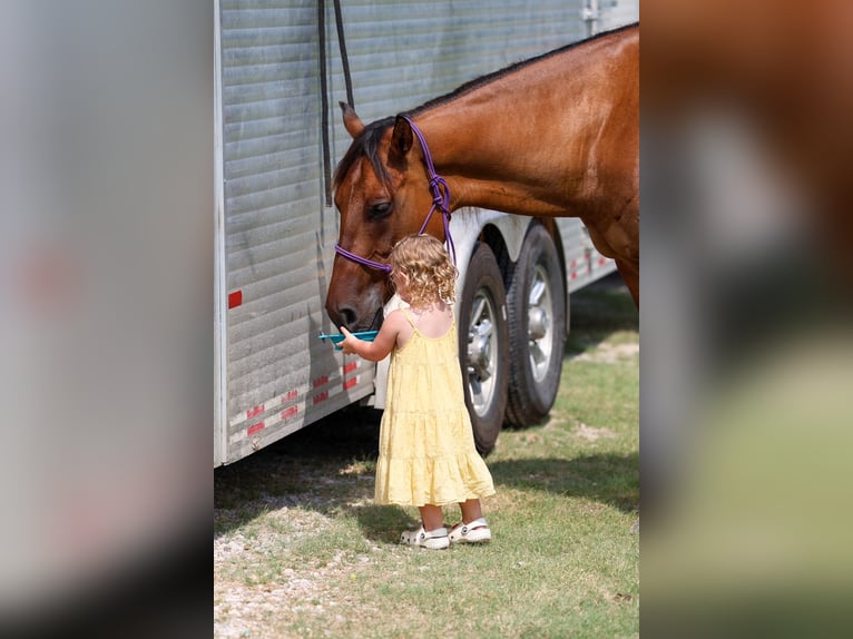 American Quarter Horse Wallach 9 Jahre Falbe in Terrell