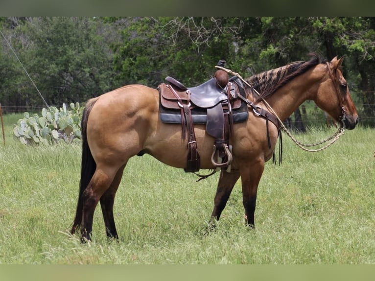 American Quarter Horse Wallach 9 Jahre Falbe in Morgan Mill Tx