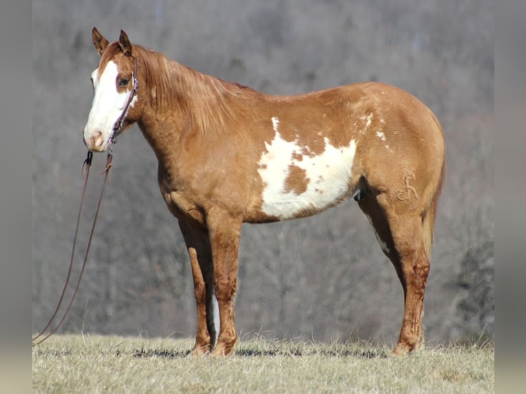 American Quarter Horse Wallach 9 Jahre Falbe in Brodhead, KY