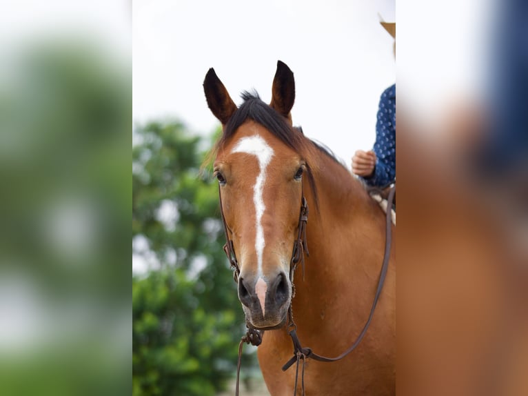 American Quarter Horse Wallach 9 Jahre Falbe in Huntsville TX