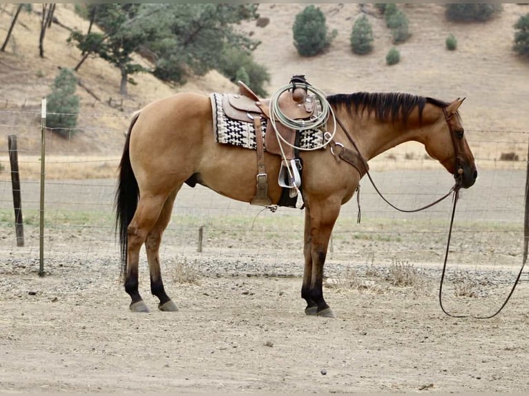 American Quarter Horse Wallach 9 Jahre Falbe in Paicines, CA