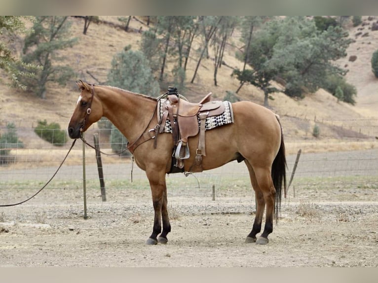 American Quarter Horse Wallach 9 Jahre Falbe in Paicines, CA