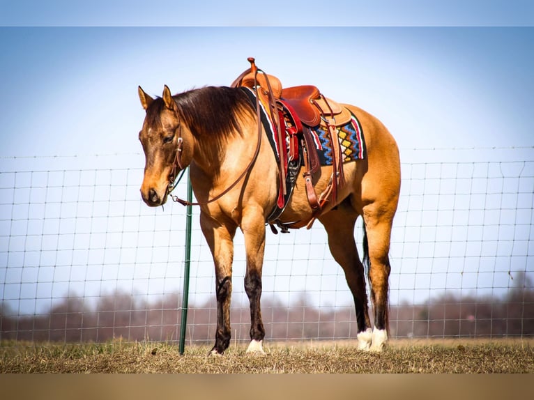 American Quarter Horse Wallach 9 Jahre Falbe in Sonora KY