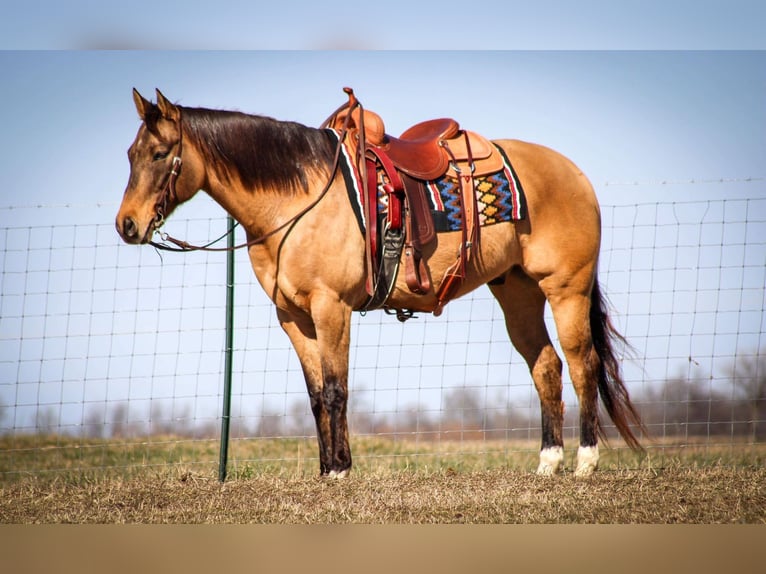 American Quarter Horse Wallach 9 Jahre Falbe in Sonora KY