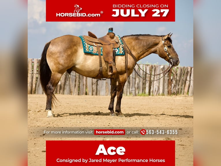 American Quarter Horse Wallach 9 Jahre Grullo in Bernard