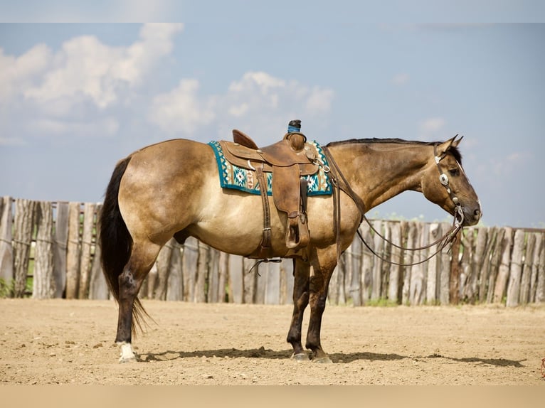 American Quarter Horse Wallach 9 Jahre Grullo in Bernard