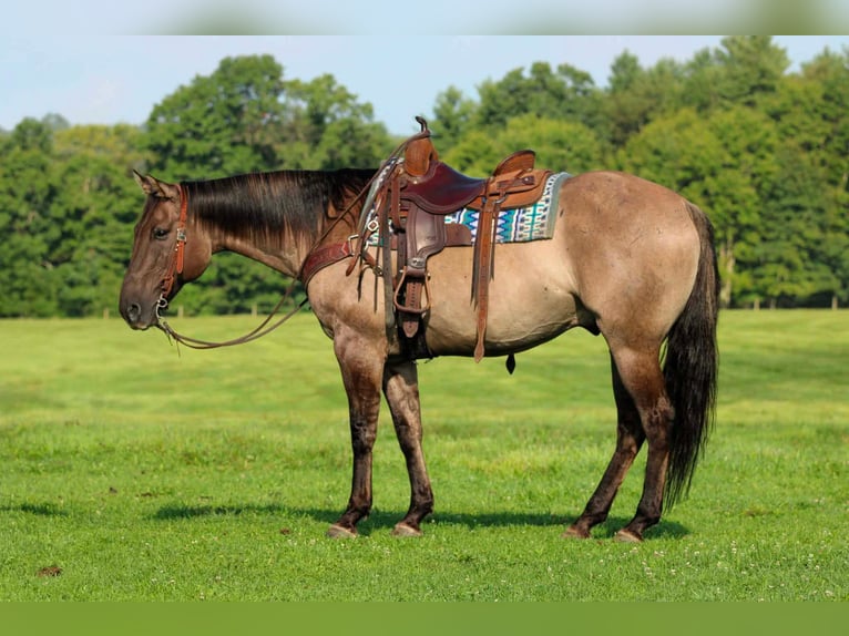 American Quarter Horse Wallach 9 Jahre Grullo in Clarion