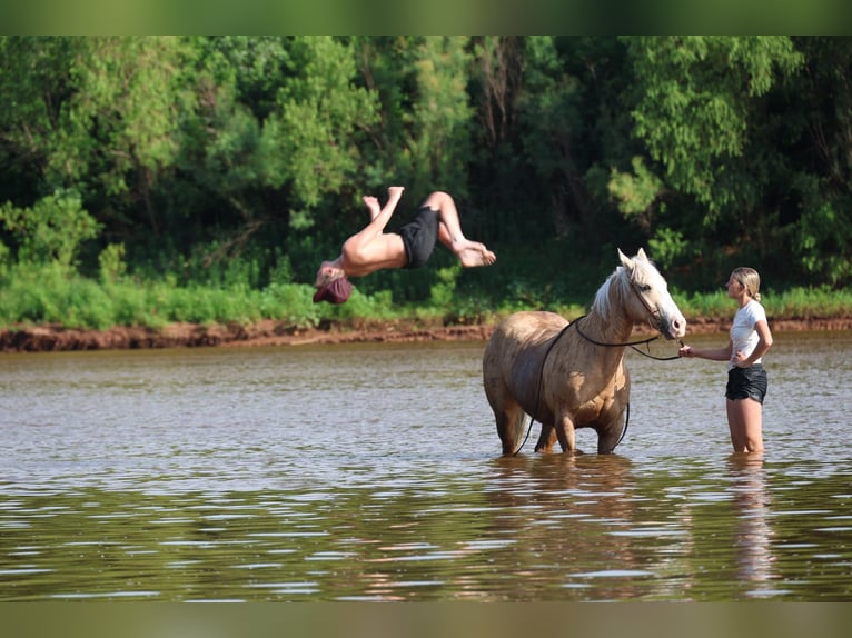 American Quarter Horse Wallach 9 Jahre Palomino in Ripley