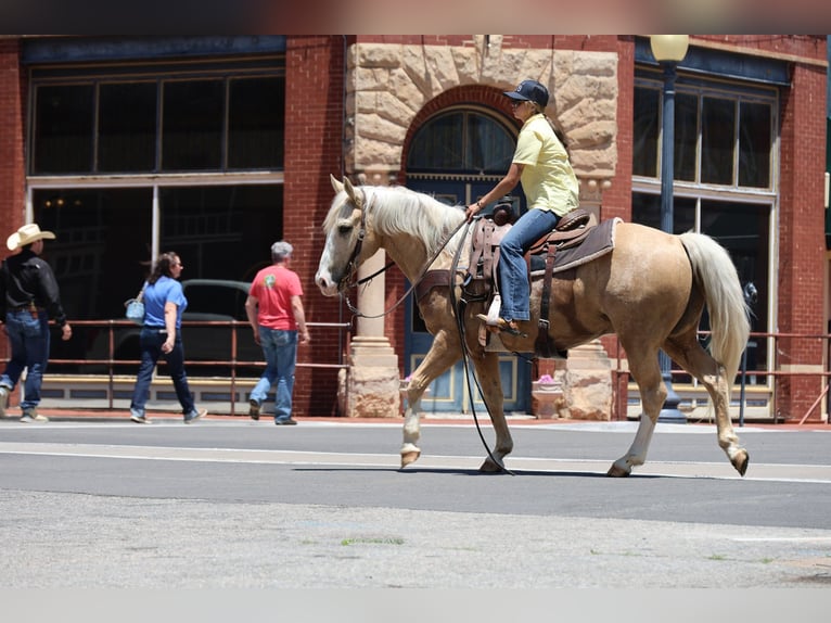 American Quarter Horse Wallach 9 Jahre Palomino in Ripley