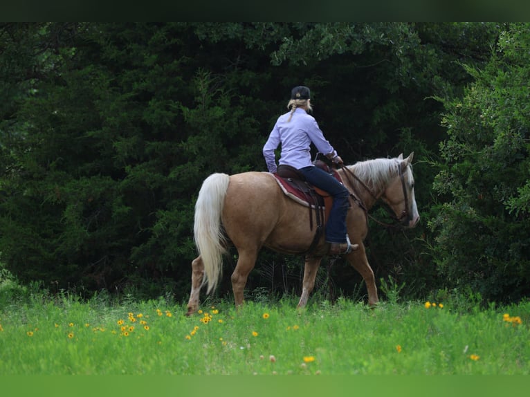 American Quarter Horse Wallach 9 Jahre Palomino in Ripley