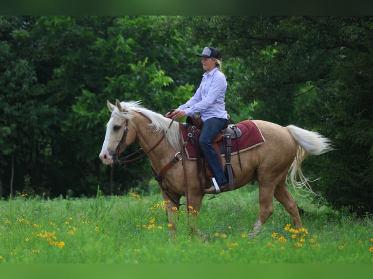 American Quarter Horse Wallach 9 Jahre Palomino in Ripley