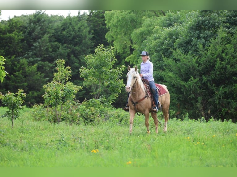 American Quarter Horse Wallach 9 Jahre Palomino in Ripley