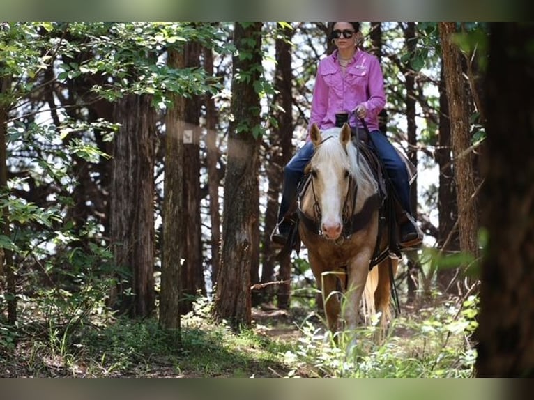 American Quarter Horse Wallach 9 Jahre Palomino in Ripley