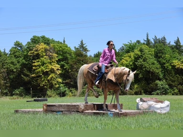 American Quarter Horse Wallach 9 Jahre Palomino in Ripley
