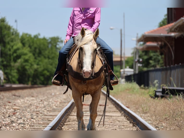 American Quarter Horse Wallach 9 Jahre Palomino in Ripley