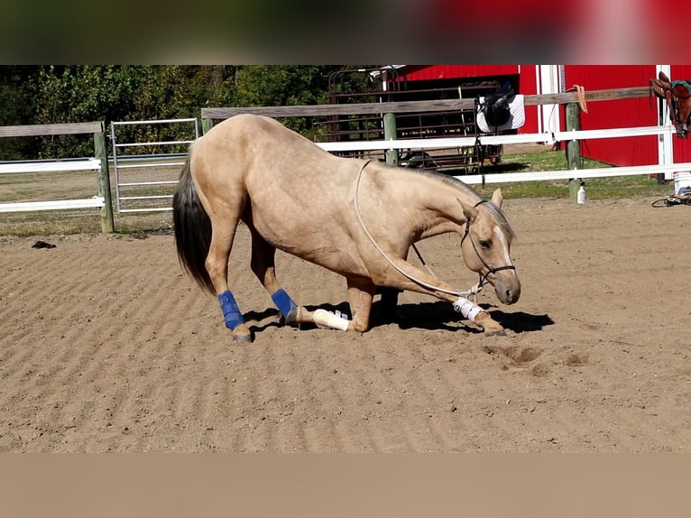 American Quarter Horse Wallach 9 Jahre Palomino in Dundee, OH