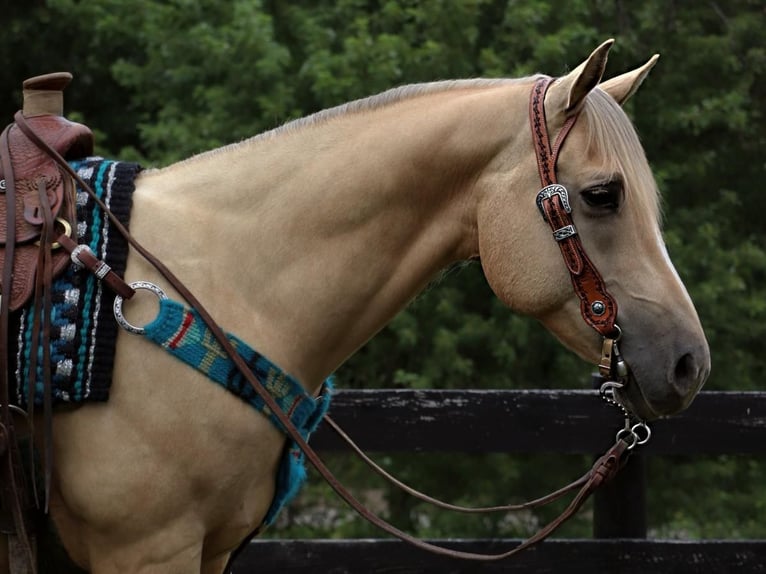 American Quarter Horse Wallach 9 Jahre Palomino in Dundee, OH