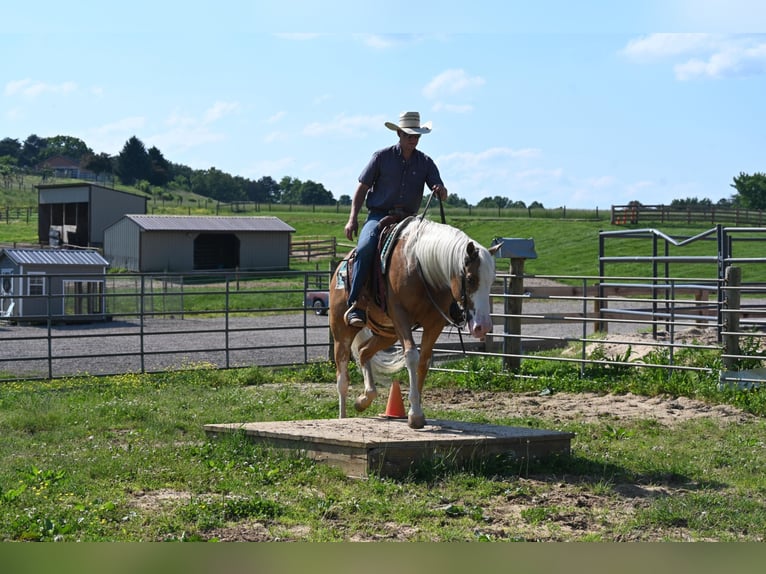 American Quarter Horse Wallach 9 Jahre Palomino in Jackson OH