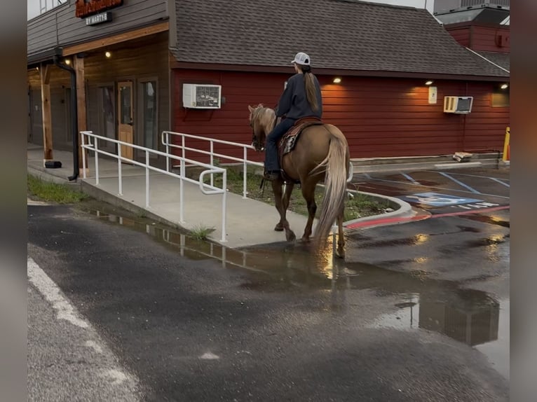 American Quarter Horse Wallach 9 Jahre Palomino in Ponder, TX