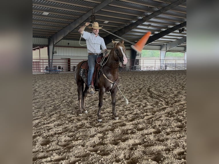 American Quarter Horse Wallach 9 Jahre Palomino in Ponder, TX