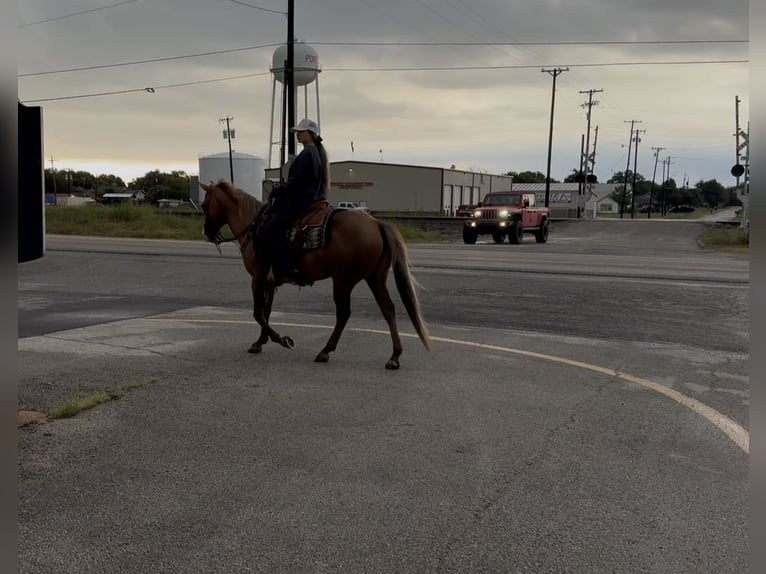 American Quarter Horse Wallach 9 Jahre Palomino in Ponder, TX