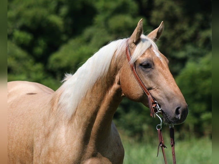 American Quarter Horse Wallach 9 Jahre Palomino in Brodhead