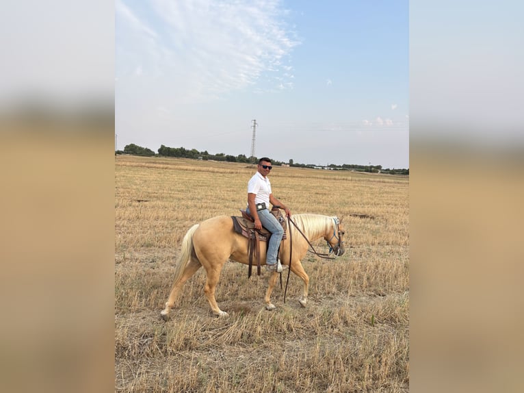American Quarter Horse Wallach 9 Jahre Palomino in Sogliano Cavour