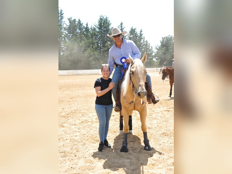 American Quarter Horse Wallach 9 Jahre Palomino in Sogliano Cavour