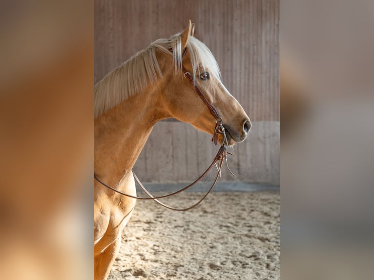 American Quarter Horse Wallach 9 Jahre Palomino in Bürstadt