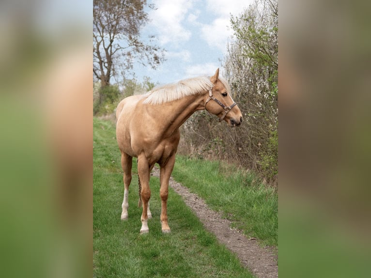 American Quarter Horse Wallach 9 Jahre Palomino in Bürstadt