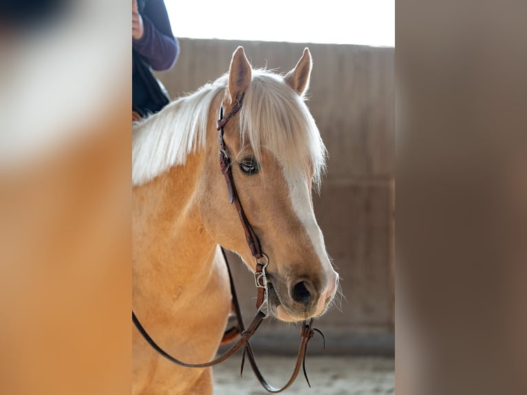 American Quarter Horse Wallach 9 Jahre Palomino in Bürstadt